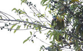 Turquoise-fronted Amazon