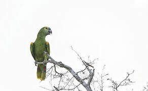 Turquoise-fronted Amazon