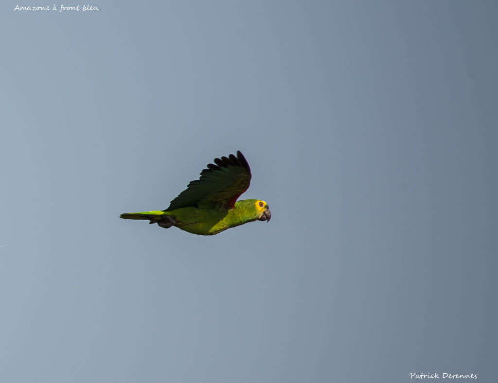 Amazone à front bleu, Vol