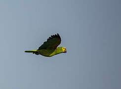 Turquoise-fronted Amazon