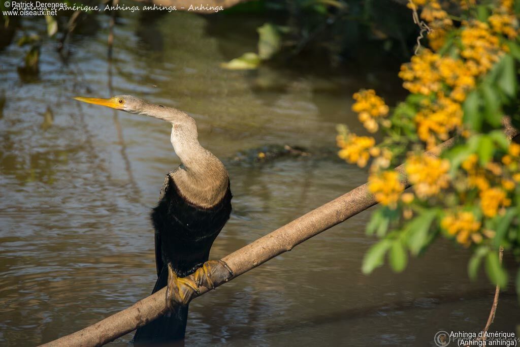 Anhinga, identification, habitat