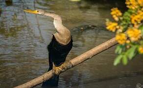 Anhinga d'Amérique