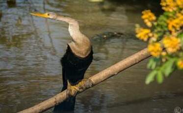 Anhinga d'Amérique