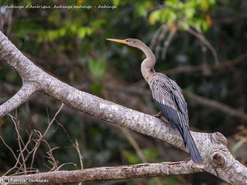 Anhingaimmature, identification