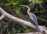 Anhinga d'Amérique