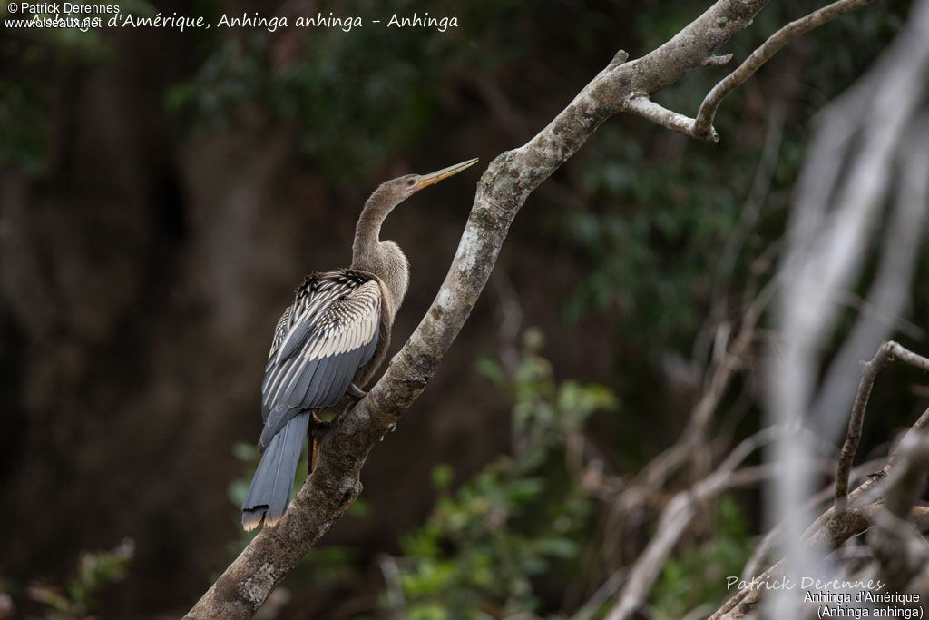 Anhinga d'Amérique, identification, habitat