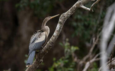 Anhinga d'Amérique