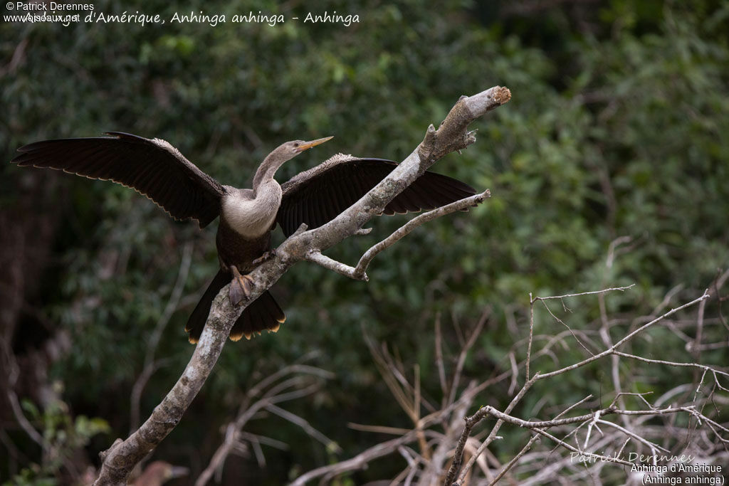 Anhinga, identification, habitat