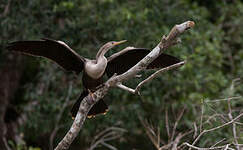 Anhinga d'Amérique