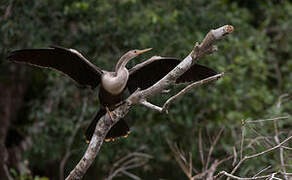 Anhinga