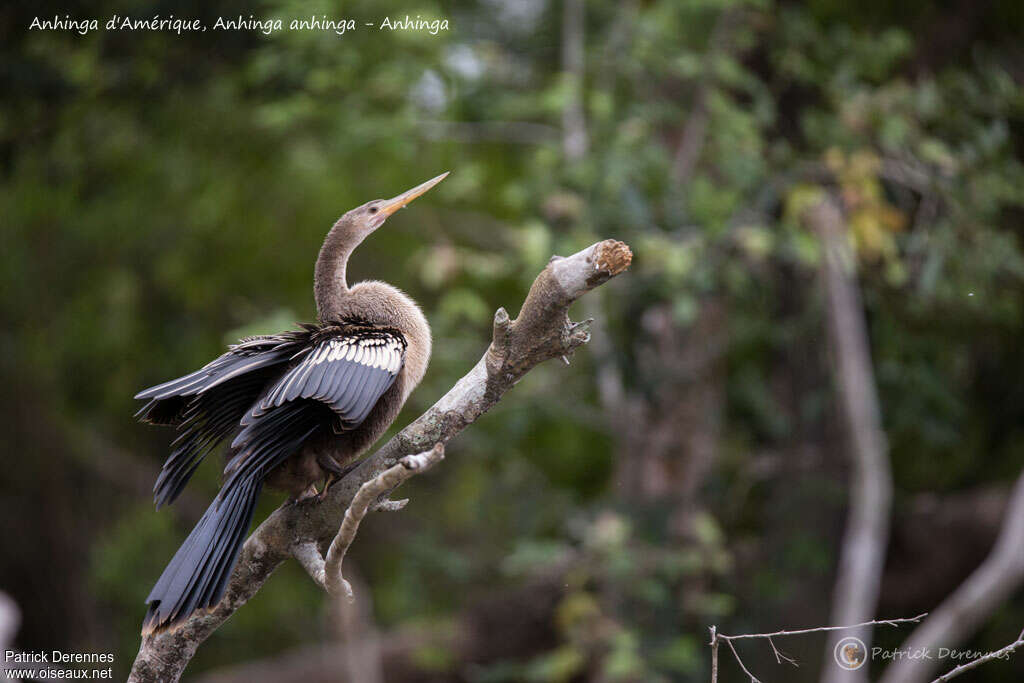 Anhingaimmature, identification