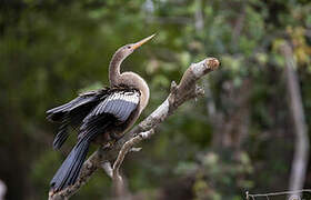 Anhinga d'Amérique