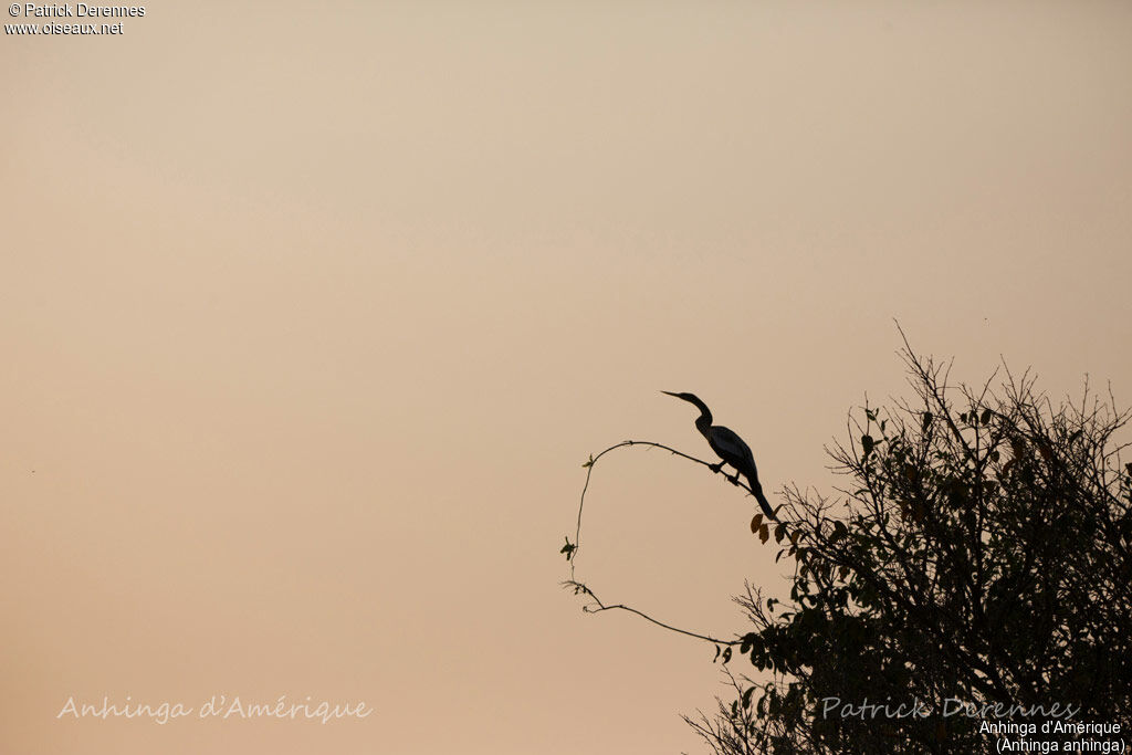 Anhinga d'Amérique, identification, habitat