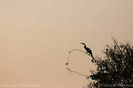 Anhinga