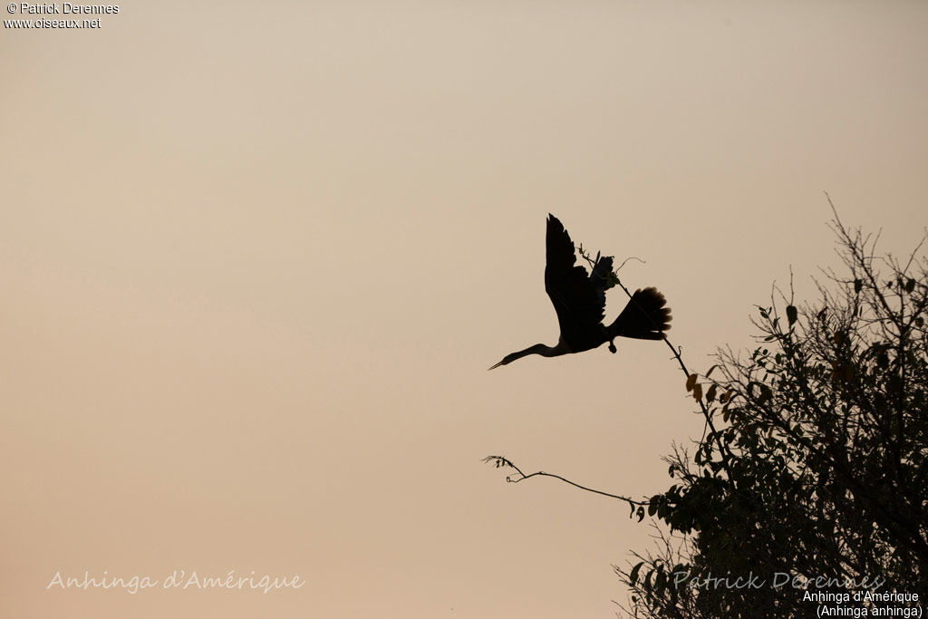 Anhinga, identification, habitat