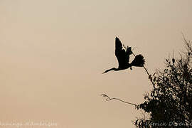 Anhinga