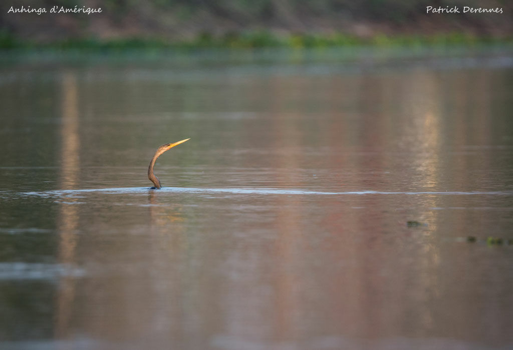 Anhinga d'Amérique, identification, habitat, nage