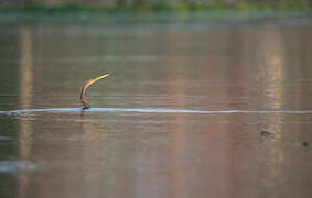 Anhinga