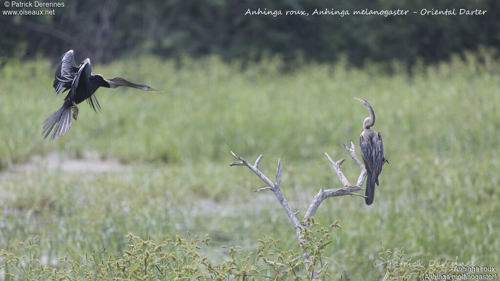 Anhinga roux, identification, habitat, Vol