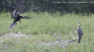 Anhinga roux