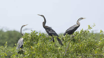 Anhinga roux