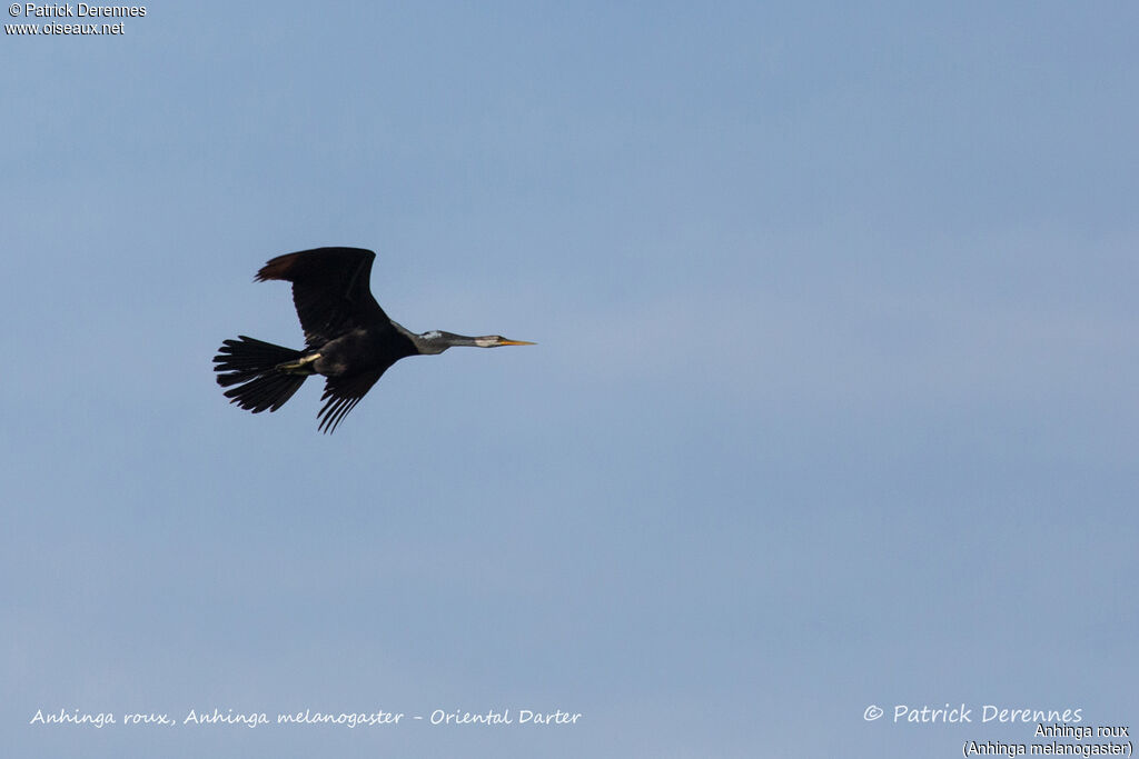 Anhinga roux, Vol