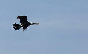 Anhinga roux