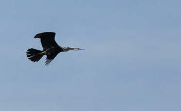 Anhinga roux