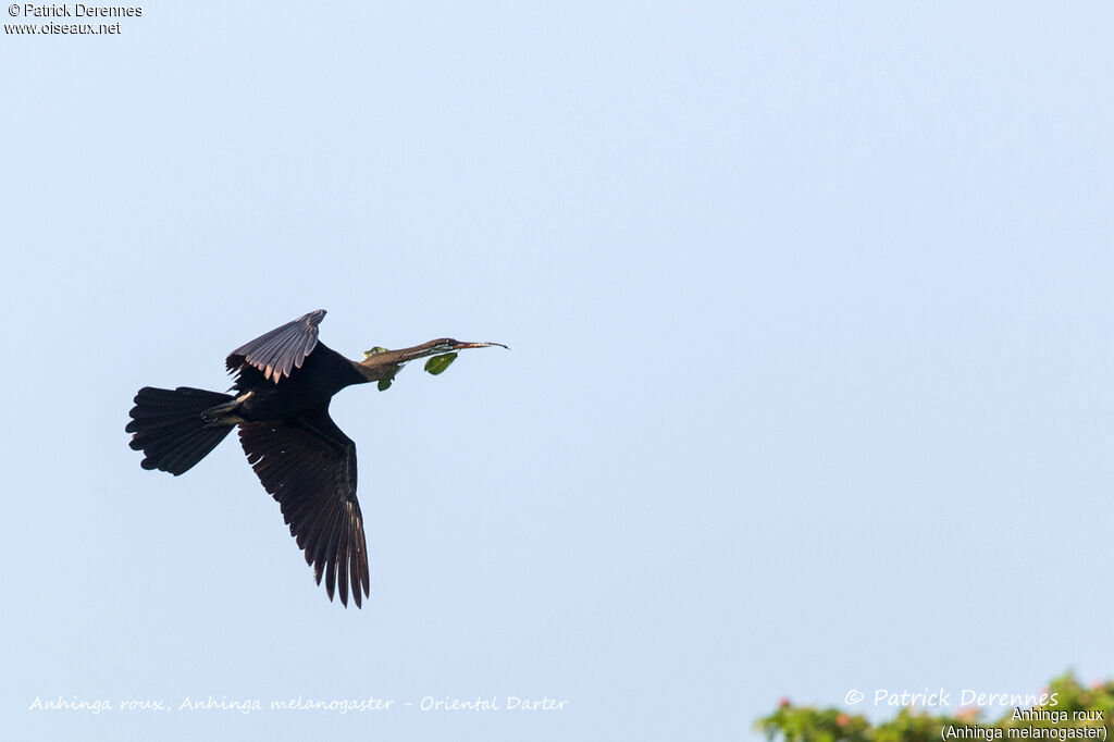 Anhinga roux, identification, Vol, Nidification