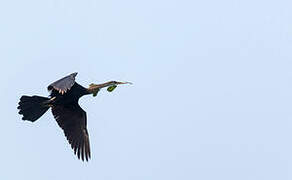 Oriental Darter