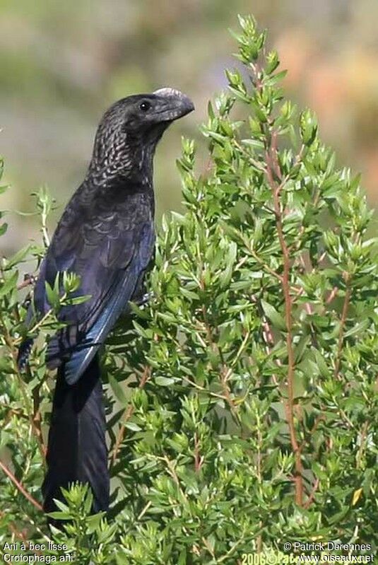 Smooth-billed Aniadult