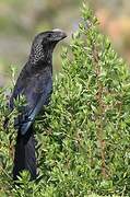 Smooth-billed Ani