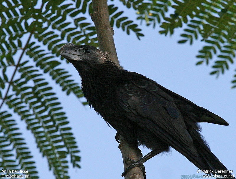 Smooth-billed Aniadult