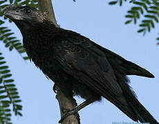 Smooth-billed Ani