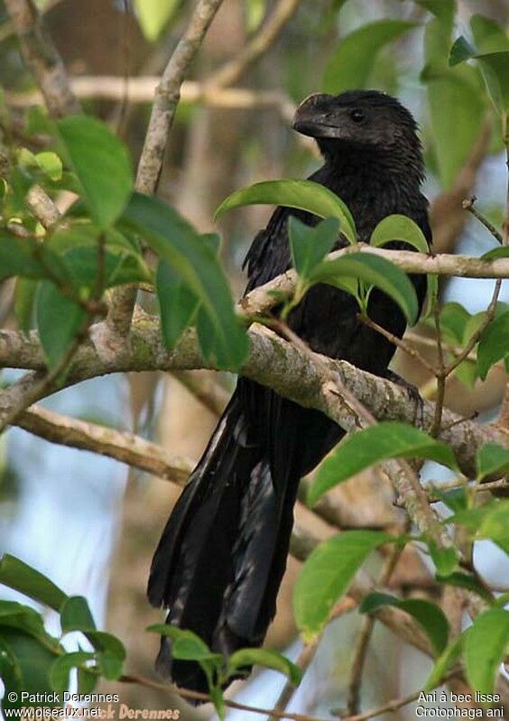 Smooth-billed Aniadult