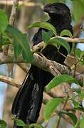 Smooth-billed Ani