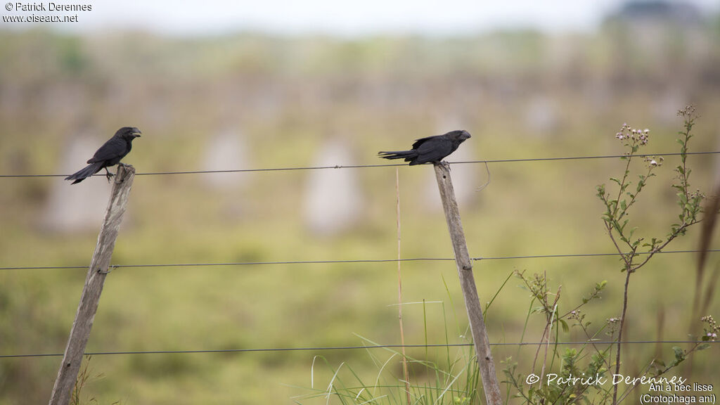 Smooth-billed Ani, identification, habitat