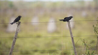 Smooth-billed Ani