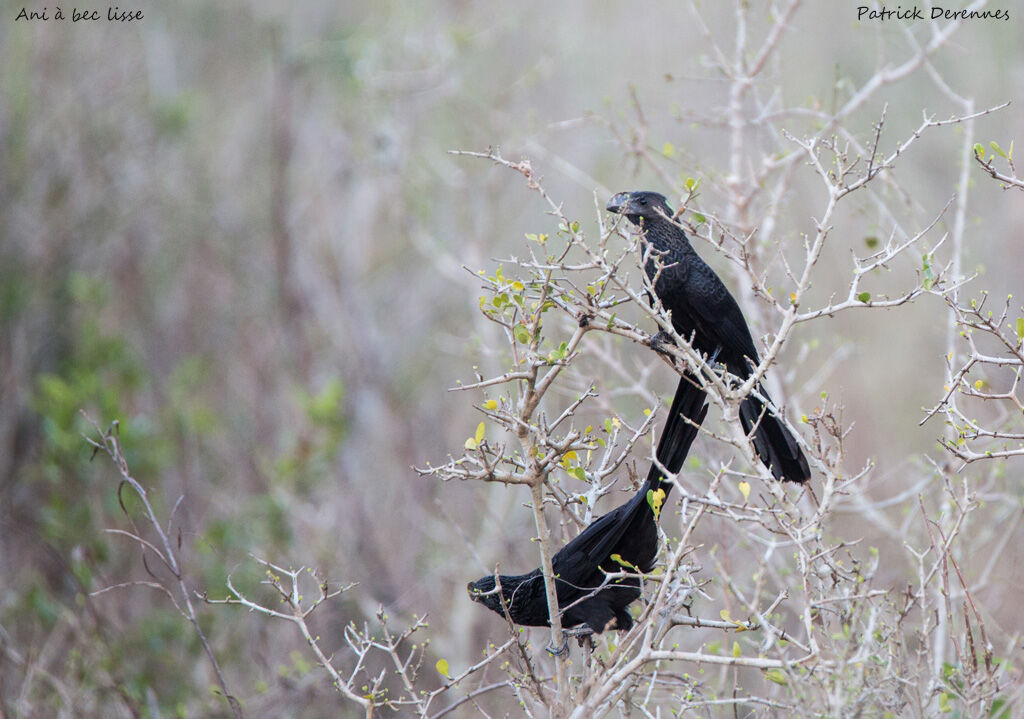 Ani à bec lisse, identification, habitat