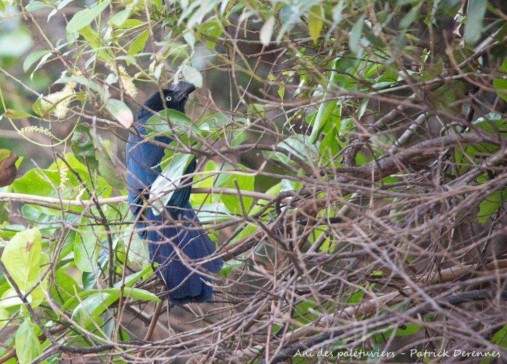 Ani des palétuviers, identification, habitat