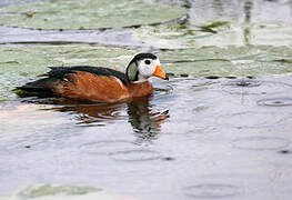 African Pygmy Goose