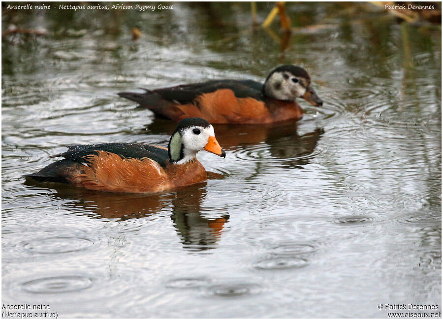 African Pygmy Goose , identification