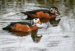 African Pygmy Goose