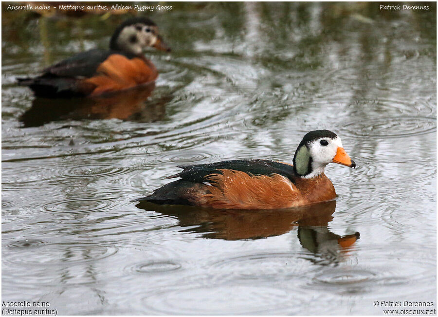 African Pygmy Goose , identification