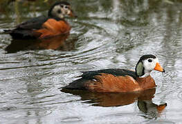 African Pygmy Goose