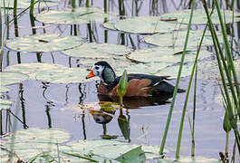 African Pygmy Goose