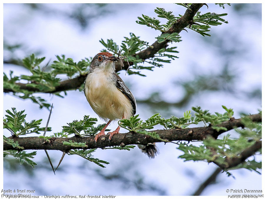 Red-fronted Warbleradult, identification, feeding habits, Reproduction-nesting