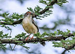 Apalis à front roux