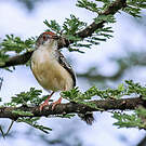 Apalis à front roux
