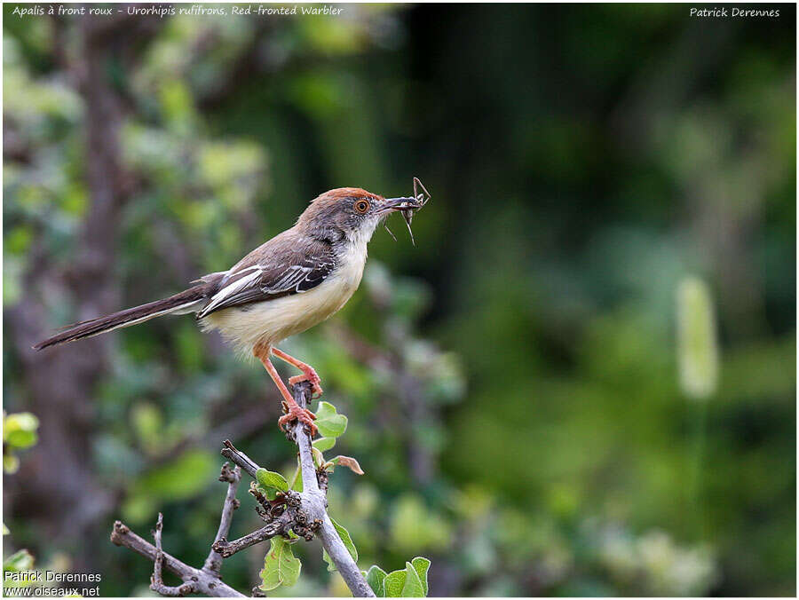 Red-fronted Warbleradult, identification